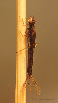 Ischnura posita, nymph